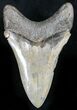 Unique Coloration Megalodon Tooth - South Carolina #27324-2